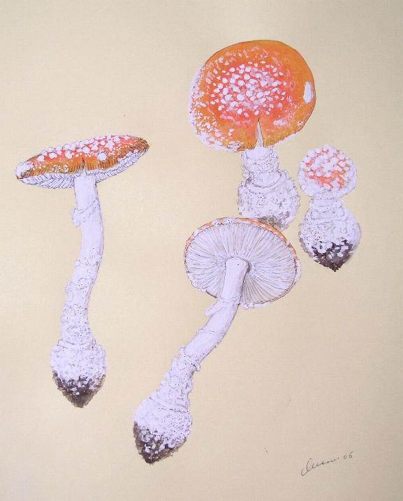 A. muscaria var. formosa